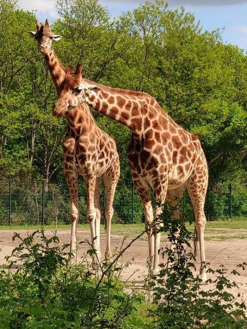 Giraffe Zoo Wild Animal Stains Africa