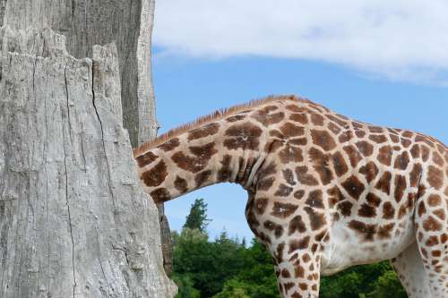Giraffe Knuthenborg Safari Park Animal Funny Spots