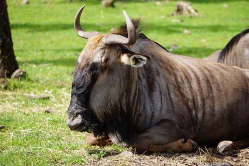 Gnu Zoo Wildlife Park