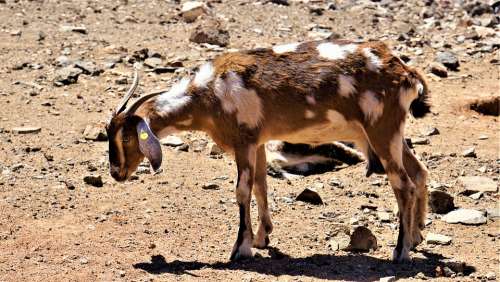 Goat Spotted White Brown Horns Udder Hoof