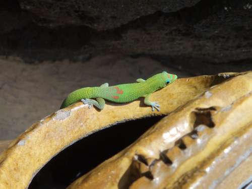 Gold Dust Day Gecko Gecko Hawaii Tropic Colorful