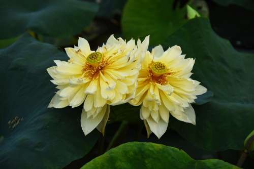 Golden Lotus Dress Outdoor Blooming Lotus