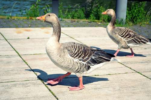 Goose Bird Nature Animal Geese Group Wildlife