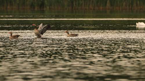 Goose Lake Water Wild Goose Plumage Animal World