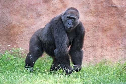 Gorilla Lowland Primate Male Monkey Animal Black
