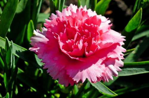 Gożdzik Flower Pink Spring Garden Blooming Nature
