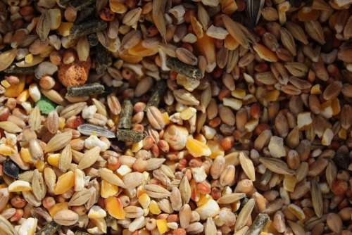 Grains Food Texture Cereals Grain Agriculture
