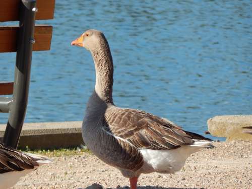 Grand Father Goose Family Closeup