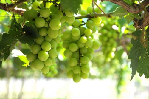Grapes Vineyard Ninh Thuan Bunches Of Grapes Sunny