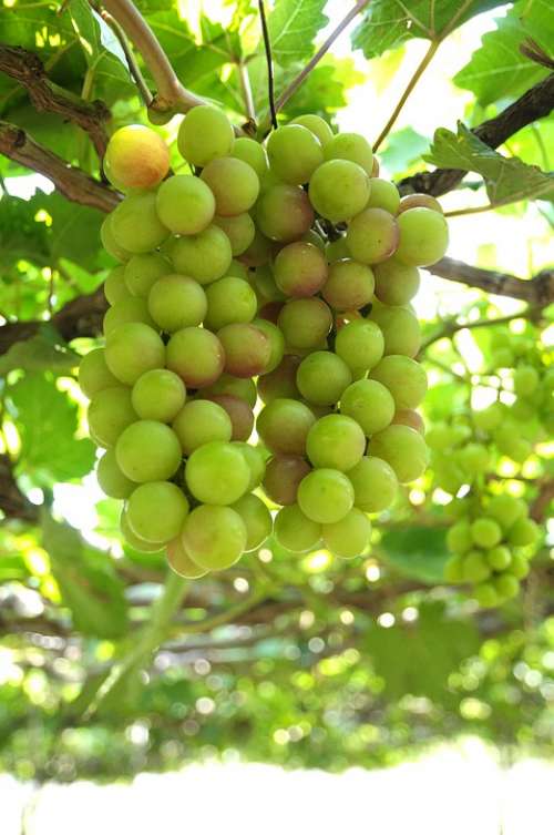 Grapes Vineyard Ninh Thuan Green Sunny