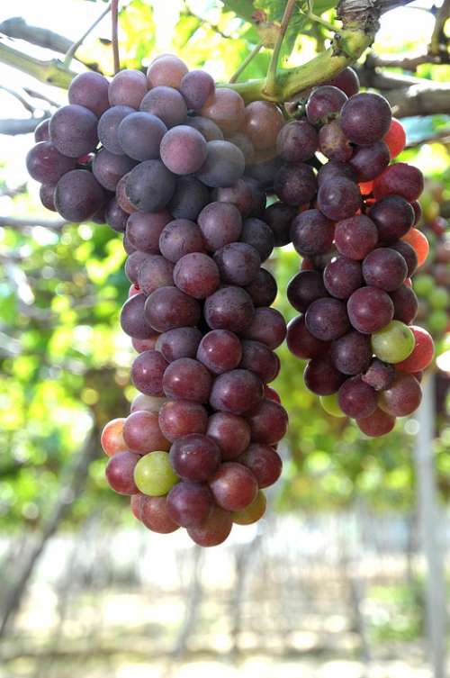 Grapes Vineyard Ninh Thuan Violet Sunny