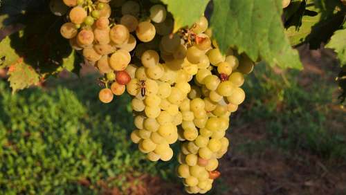 Grapes Wine Fruit Winegrowing