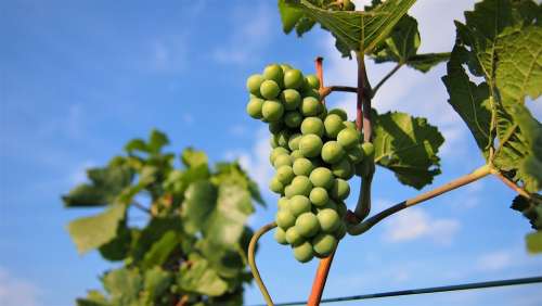 Grapes Wine Fruit Winegrowing Green