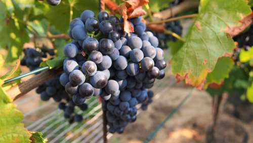 Grapes Wine Fruit Winegrowing Blue