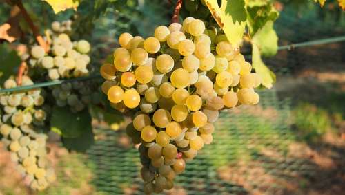 Grapes Wine Fruit Winegrowing Ripe