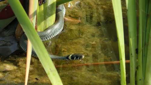 Grass Snake Snake Natter Snakehead Non-Hazardous
