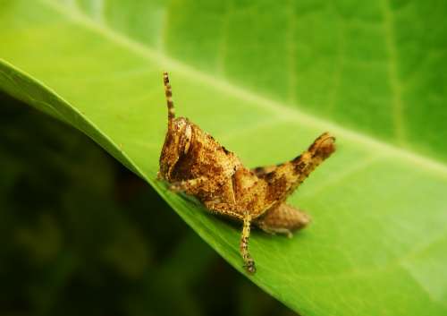 Grasshopper Cricket Insect Green Nature Animals