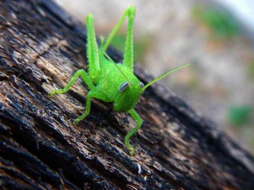 Grasshopper Cricket Insect Green Nature Animals