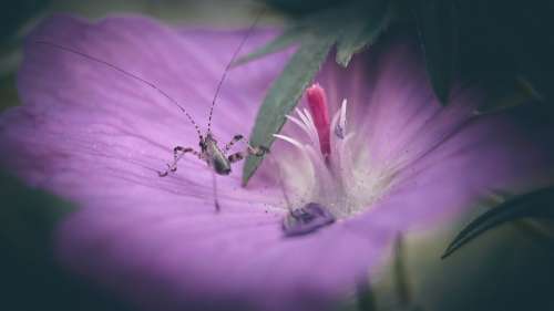 Grasshopper Flower Nature Insect Plants Insects