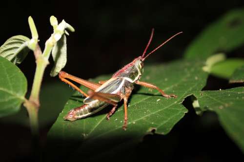 Grasshopper Insect Nature Animal Biology