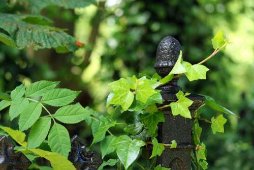 Grave Cemetery Iron Fence Grave Border Iron Fence