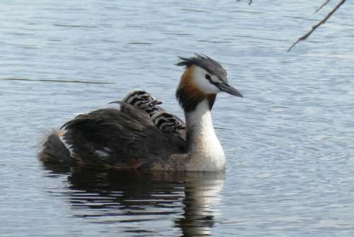 Great-Crested Grebe And Young Chicks Boy