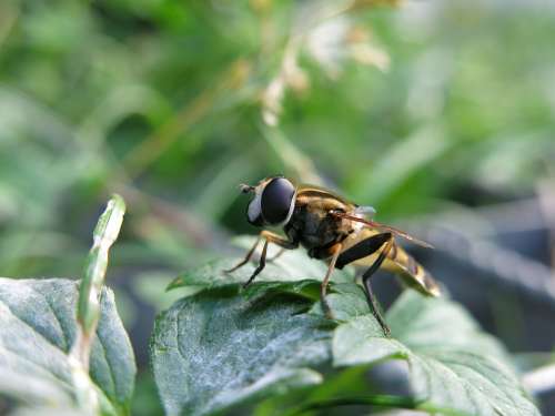 Great Swamp Hover Fly Helophilus Trivittatus Insect