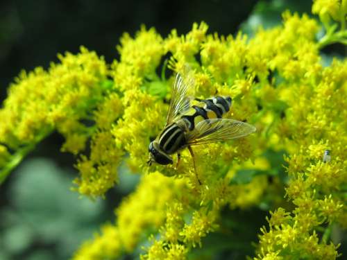 Great Swamp Hover Fly Helophilus Trivittatus