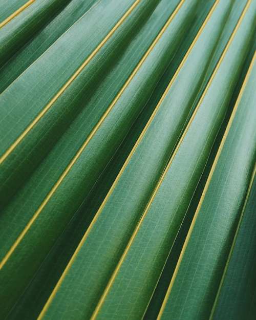 Green Leaf Texture Plant Stripes