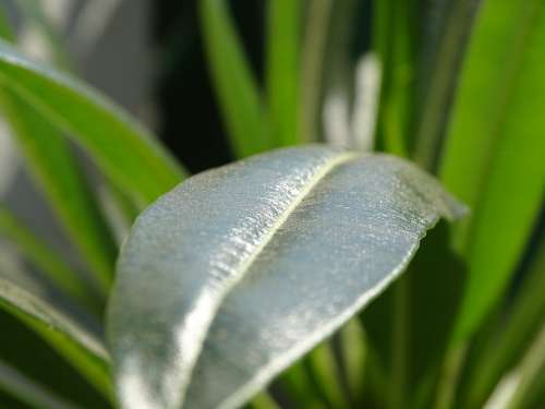 Green Nature Leaf