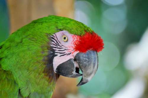 Green Macaw Bird Parrot Ara Green Nature Color