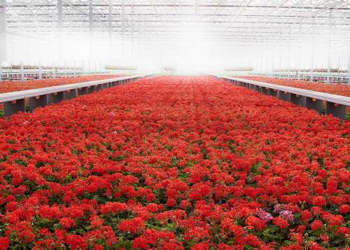 Greenhouse Geranium Red Flower Blossom Bloom