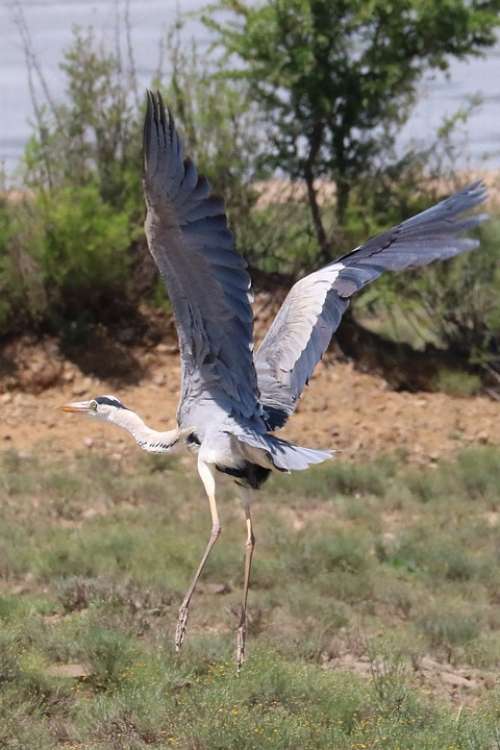 Grey Heron Africa Bird Flying Start Departure