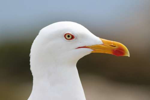 Gull Bird Seagull Nature Seemoeve Seevogel Animal