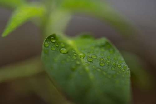 Habanero Pepper Leaf Rain Drop Water Droplet