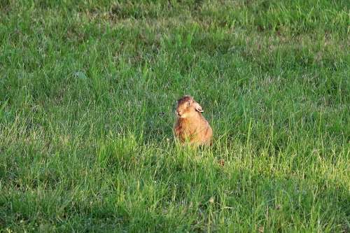 Hare Rabbit Meadow Wild Grass