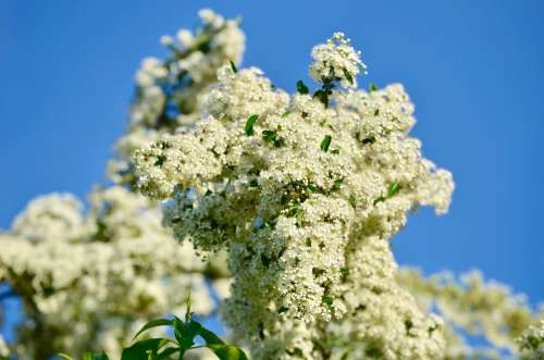 Hawthorn Flowers Bush Spring Nature White Tree