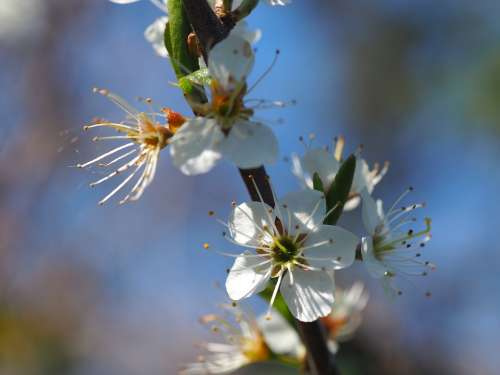 Hawthorn Spring Bush Branch Bloom Weissdorn Flora