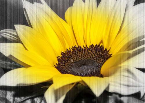 Helianthus Color Key Yellow Flower Sunflower Flora