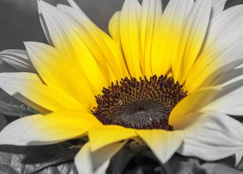 Helianthus Sunflower Color Key Flower Blossom