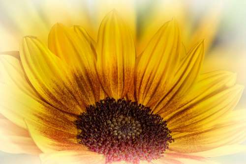 Helianthus Sunflower Flower Blossom Bloom Yellow