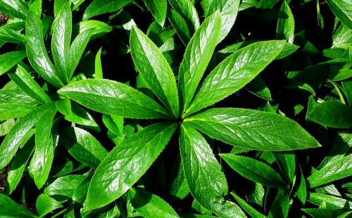 Hellebore Foliage Green Plant Nature Spring