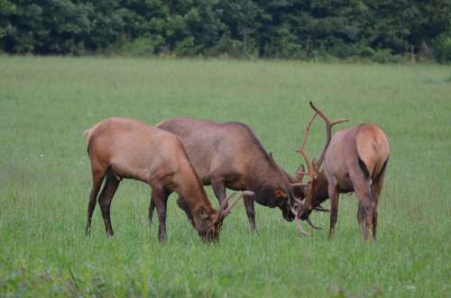 Herd Elk Momentum Bull Momentum Mammal