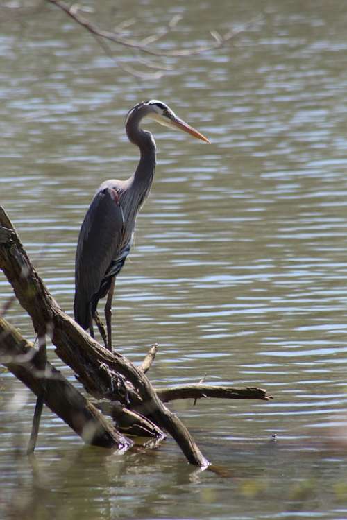 Heron Bird Habitat Feather Lake North Carolina