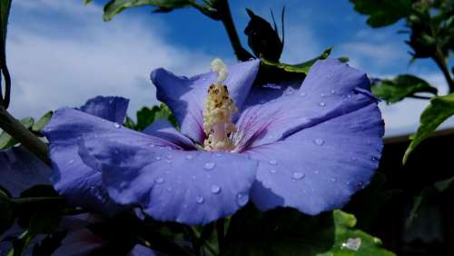 Hibiscus Blue Bird Garden Marshmallow
