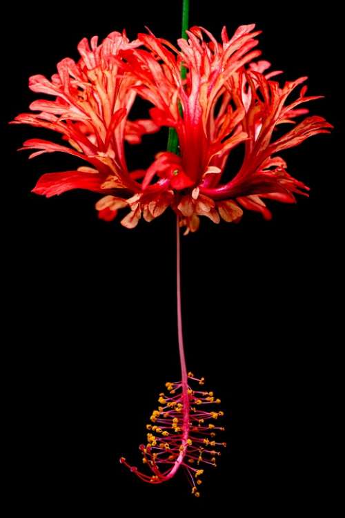 Hibiscus Plant Red Macro Close Up