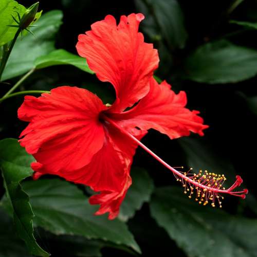 Hibiscus Plant Red Macro Close Up