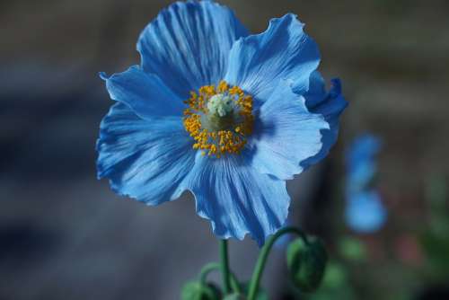 Hokkaido Himilayan Blue Poppy Flower Petals