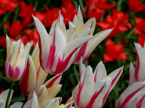Holland Netherlands Keukenhof Tulips Red Weis