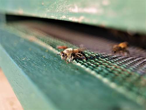 Honey Bee Bee Insect Honey Beehive Pollen Nectar